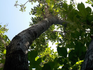 Fototapeta premium tree in the park