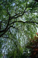 若葉で覆われた枝垂れ桜