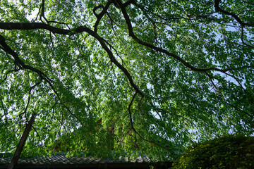 若葉で覆われた枝垂れ桜