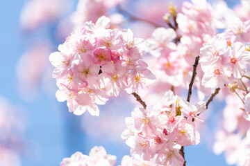 Fototapeta premium 桜の花