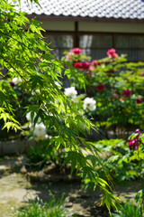 初夏の本満寺境内の風景