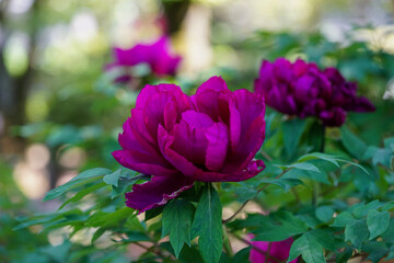 紫色の牡丹の花