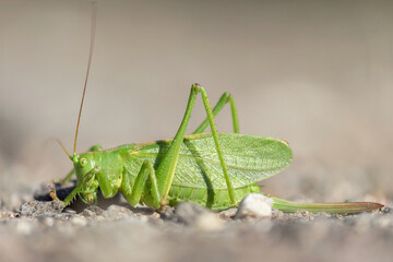 Grasshopper on the ground