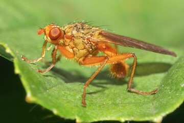 Fototapeta premium Fly on leaf