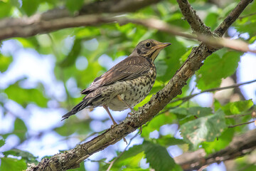 Obraz premium Bird on a branch