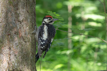 Woodpecker