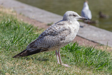 Seagull on the grass