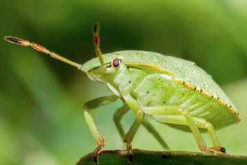Green little insect
