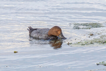Fototapeta premium Water bird