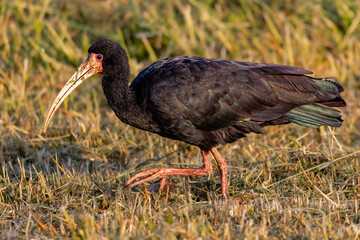 A bird wandering around in a meadow looking for food