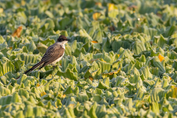 A small bird perched on top of water cabbages in a marsh