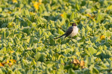 A small bird perched on top of water cabbages in a marsh