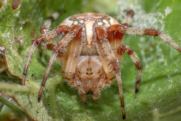 Spider on the grass