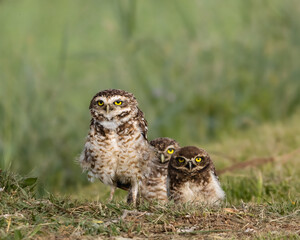 A mother owl taking care of a pair of chicks