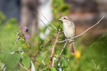 Bird with bumblebee