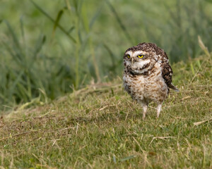 A grown-up owl sitting on a lawn looking sleepless