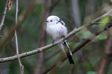 White bird