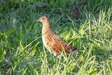 Bird on the grass