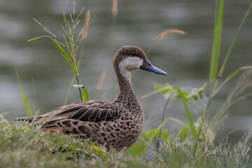 A teal sitting on the riverbank trying to go unnoticed