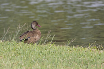 A teal sitting on the riverbank trying to go unnoticed