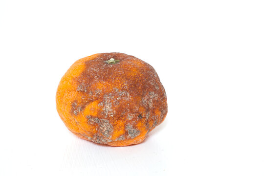Rotten orange, moldy mandarin or clementine, damaged tangerine fruit isolated on white background. mouldy food, spoiled citrus. bad condition foods keeping