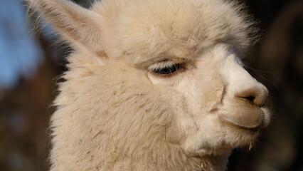 アップのアルパカの顔
