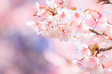 pink cherry blossom