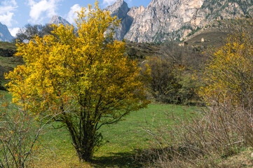 A tree with yellowed leaves and rosehip bushes on the background of mountains. Autumn landscape in the mountains. Red rosehip fruits in the highlands.