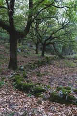 Paisaje de bosque con pequeño muro creado por piedras en el camino