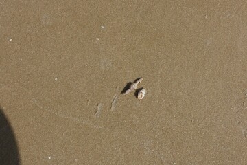 footprint on the sand