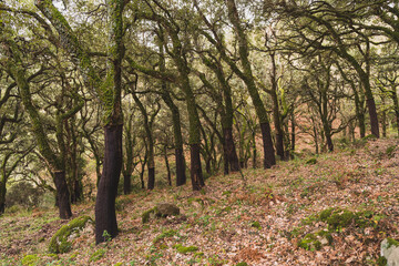 Bosque,conjuntos de arboles con musgo muy verde en camino hacia pico de montaña