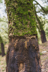Obraz premium Árbol con la corteza cortado en un bosque verde en el pico del aljibe