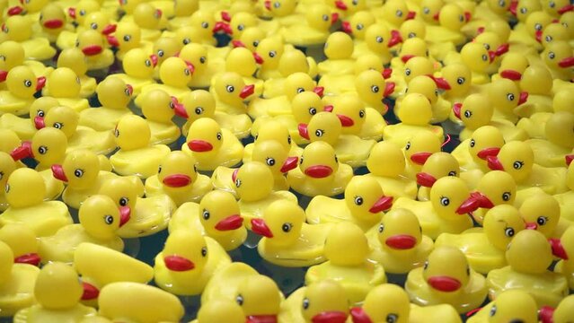 Yellow rubber ducks floating in pool at county fair