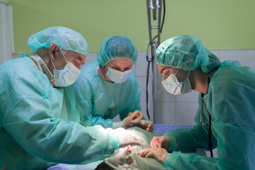 Real abdominal surgery on a cat in a hospital setting