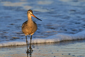 Huntington Beach Cailfornia