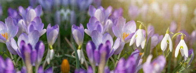Fotobehang Krokus Beautiful panorama of blooming spring meadow landscape,  with snowdrop (Galanthus nivalis) and crocus (Crocus sieberi), illuminated by the morning sun  © Corri Seizinger