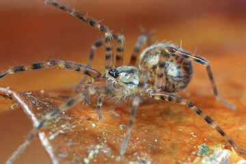 A Tegenaria spider moving through the leaf litter ground 