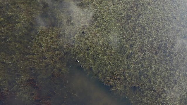 Top down view, Lake birds