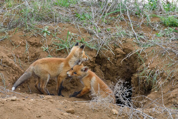 Two young red Fox near his hole. Vulpes vulpes close up