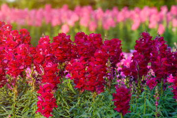 Antirrhinum majus dragon flower also known as Snap Dragons and Tagetes patula is blooming in the garden.