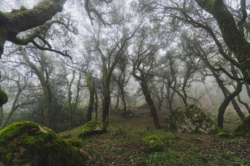 Obraz premium Paisaje de bosque con niebla en la sauceda