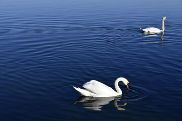 The mute swan lulls itself into the calm waters of the lake