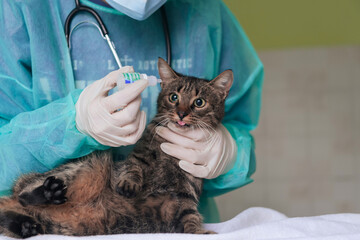 Female surgeon or doctor at the animal hospital preparing cute sick cat for surgery, putting drops in cat eyes to protect during treatment.