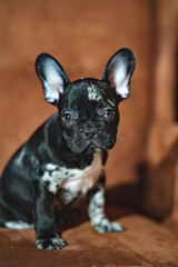 Fototapeta na wymiar black and white french bulldog puppy on a brown leather chair