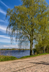 Spring landscape with a birch on the banks of the Neva River.