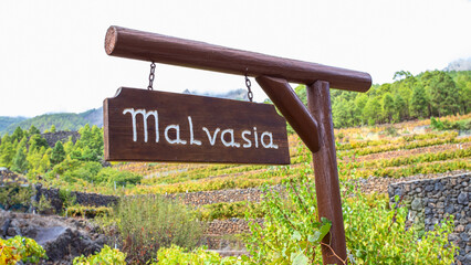 Malvasia  poster on vineyards land in the mountains. Malvasia is  wine grape varieties  typical...