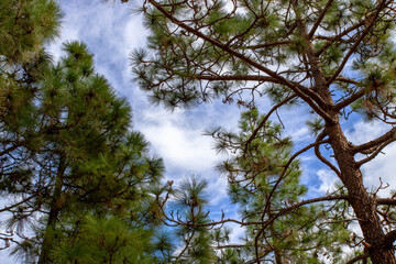 Nature background with Canary Island pines, the most representative tree of this archipelago.