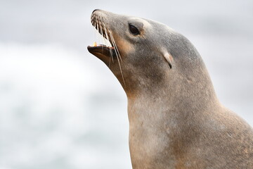 Naklejka premium La Jolla California