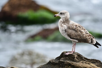 La Jolla California