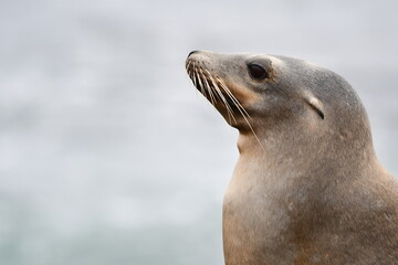 La Jolla California